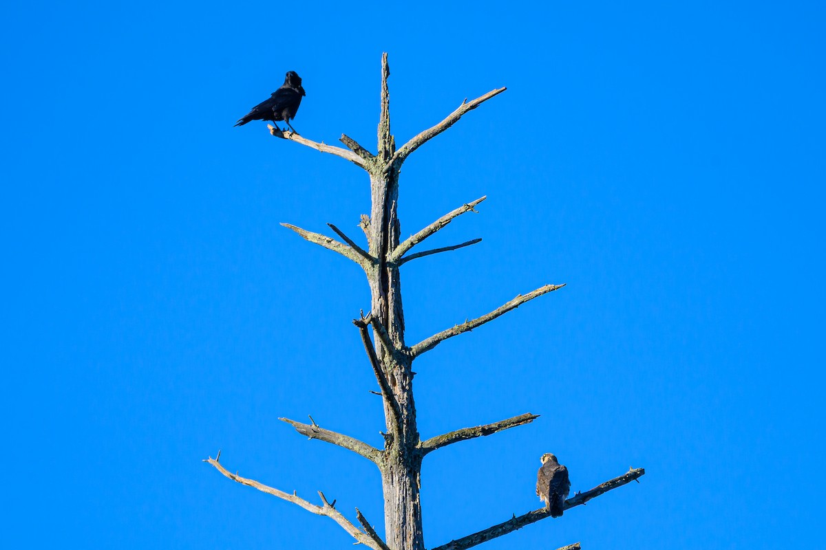 Peregrine Falcon - ML644580054