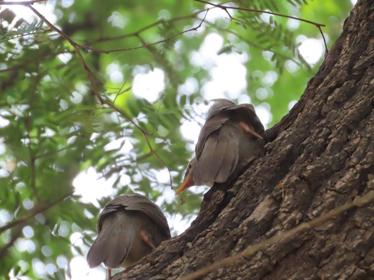 Jungle Babbler - ML644580055
