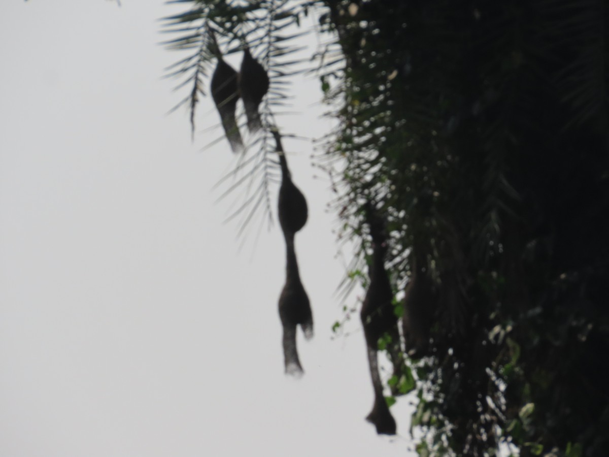 Baya Weaver - ML644580058