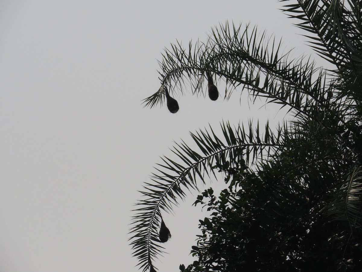 Baya Weaver - ML644580059