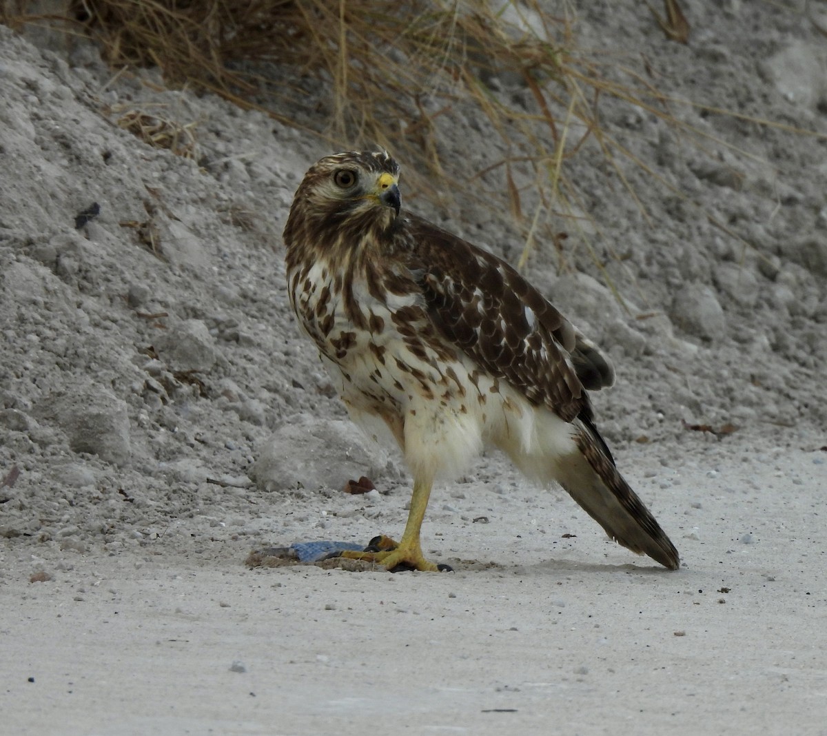 Red-shouldered Hawk - ML644580060
