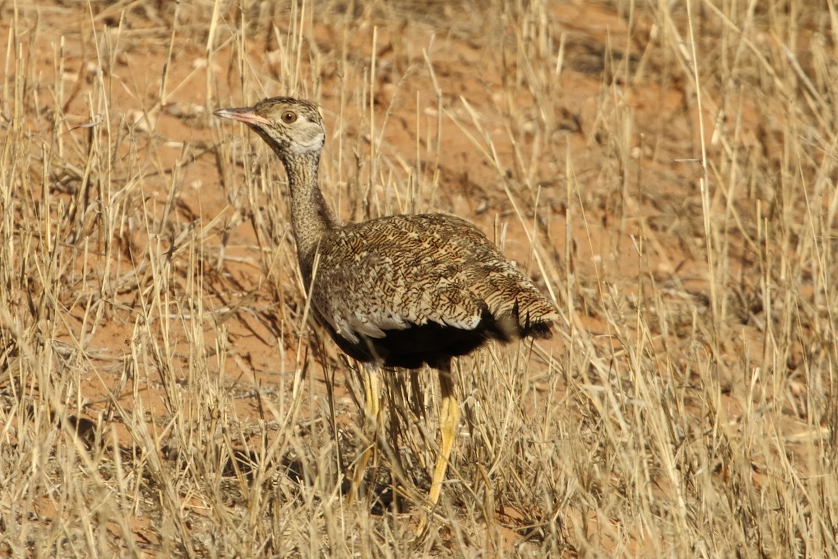 White-quilled Bustard - ML644580061