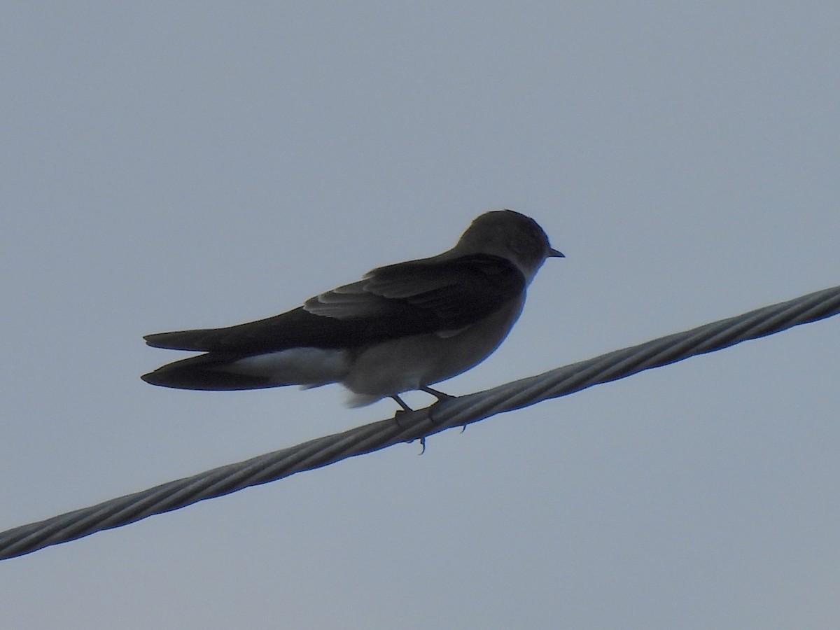 Northern Rough-winged Swallow - ML644580062