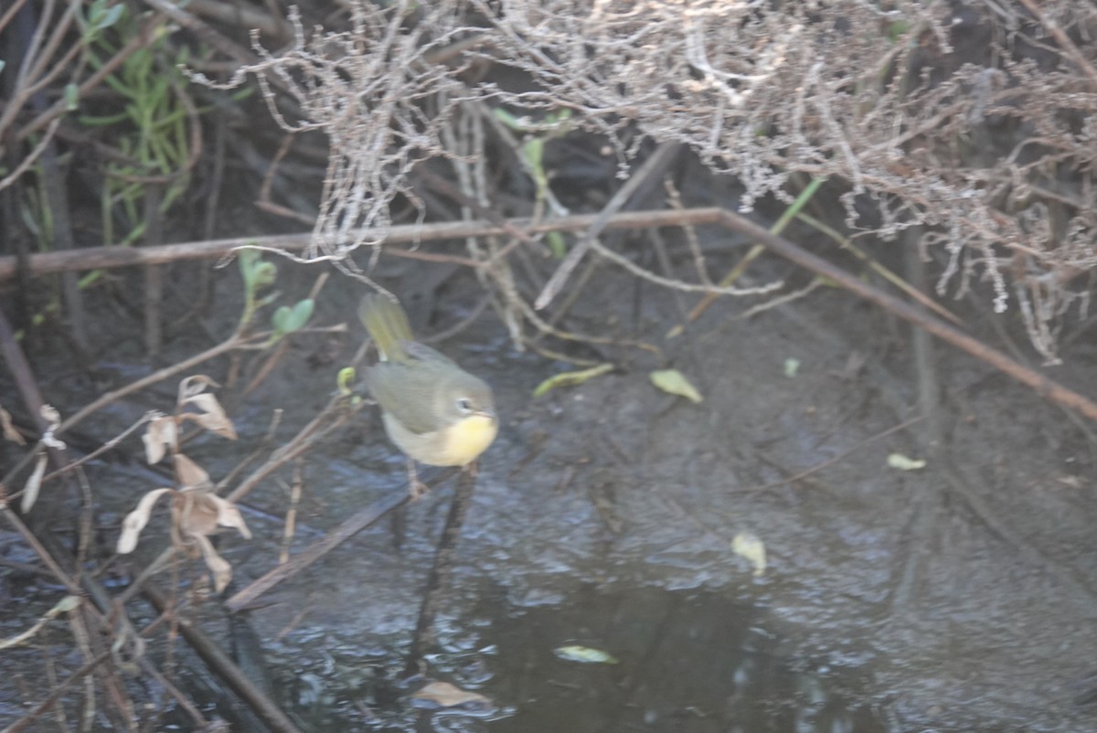 Common Yellowthroat - ML644580064