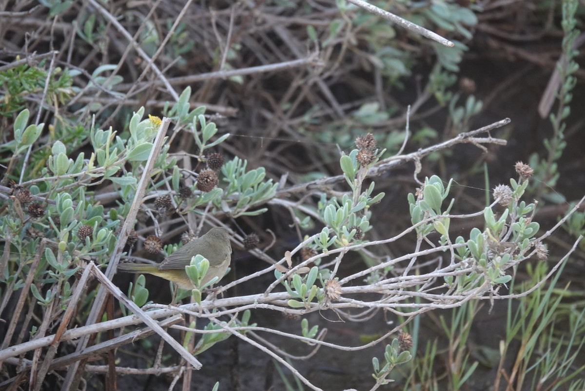 Common Yellowthroat - ML644580065