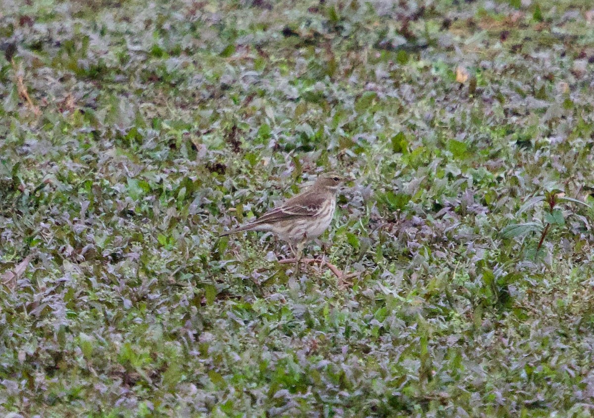 Water Pipit - ML644580066