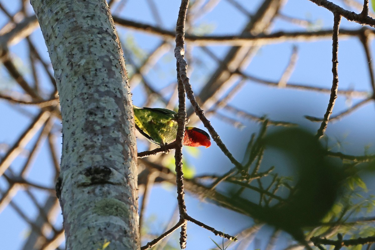 Ornate Lorikeet - ML644580068