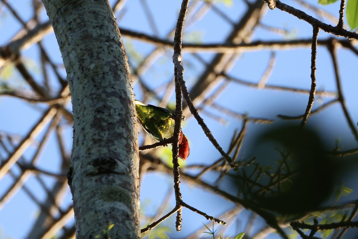 Ornate Lorikeet - ML644580069