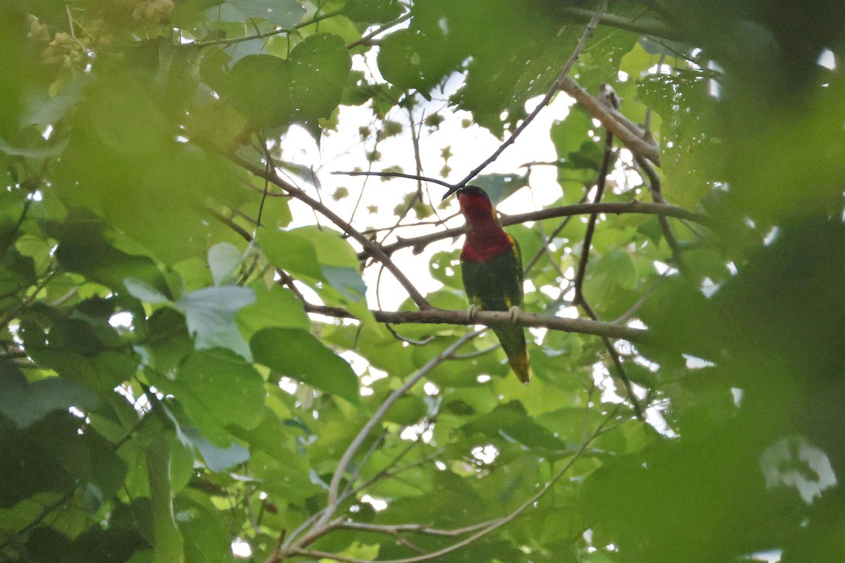 Ornate Lorikeet - ML644580071