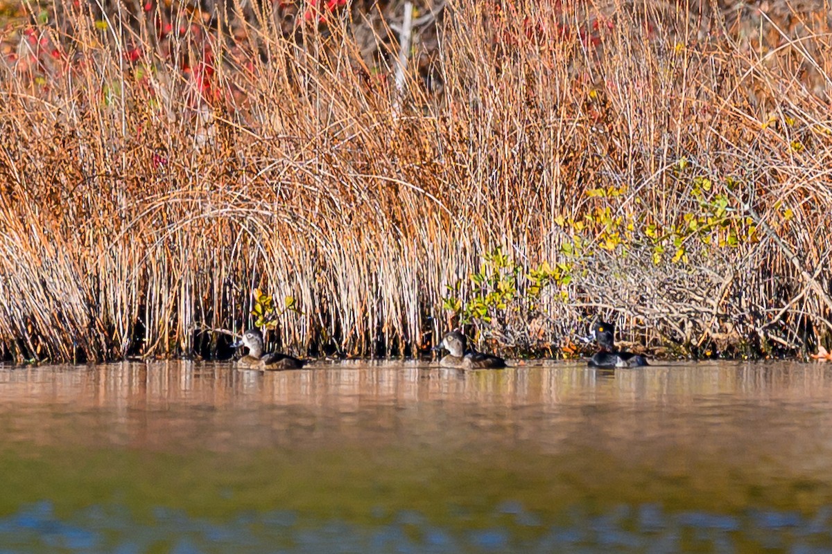 Ring-necked Duck - ML644580072