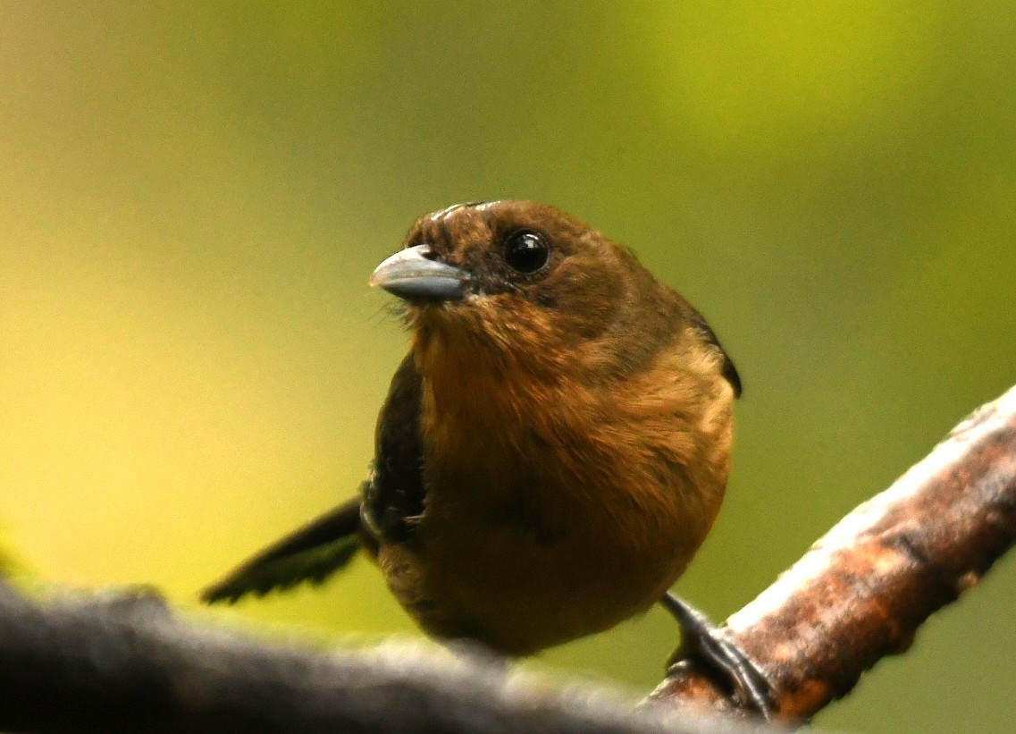 Black-goggled Tanager - ML644580073