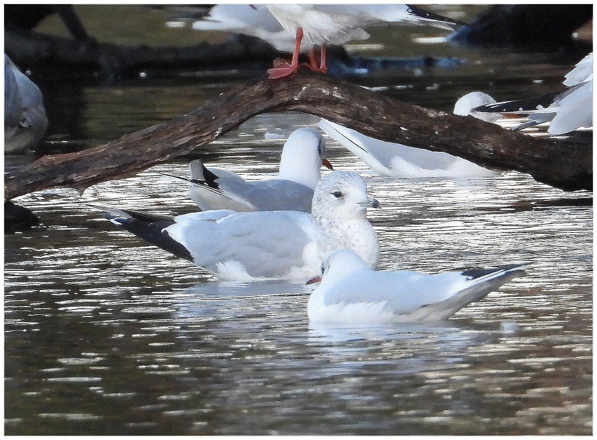 Common Gull - ML644580074