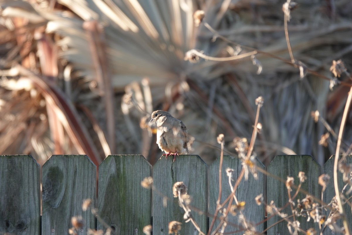 תורית אמריקנית - ML644580075