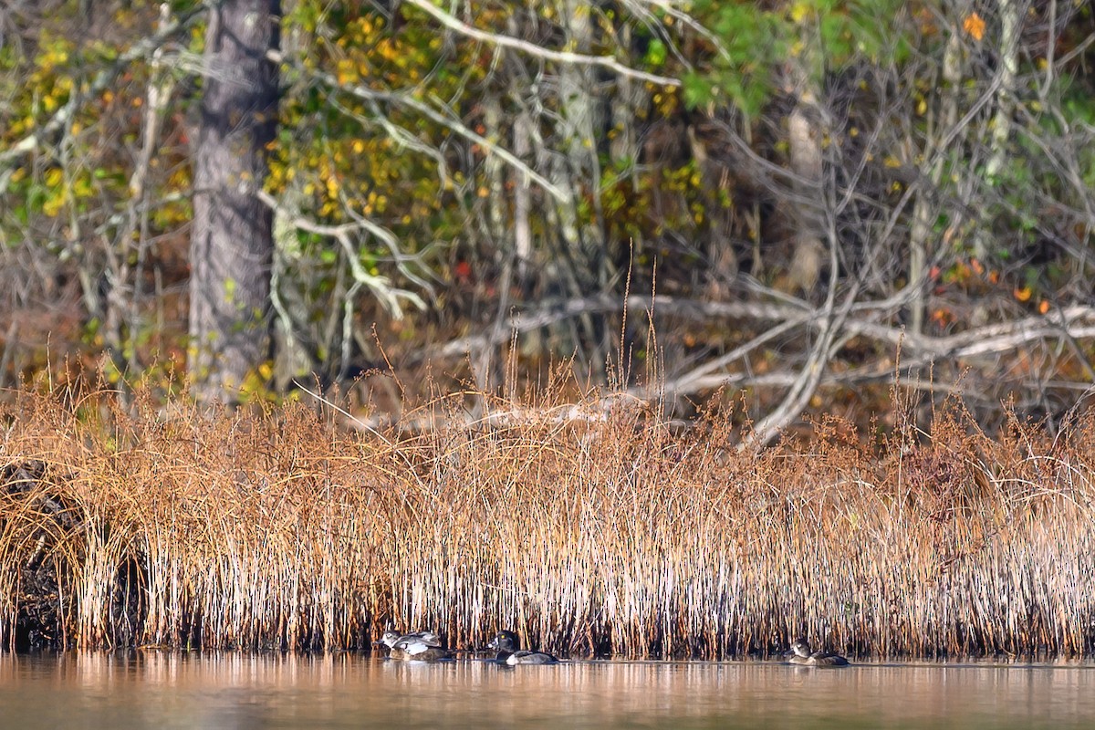 Ring-necked Duck - ML644580081