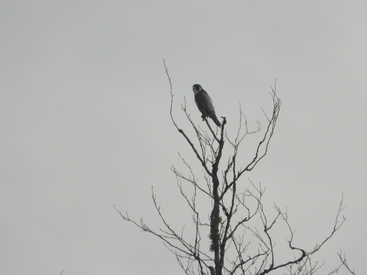 Peregrine Falcon - ML644580089