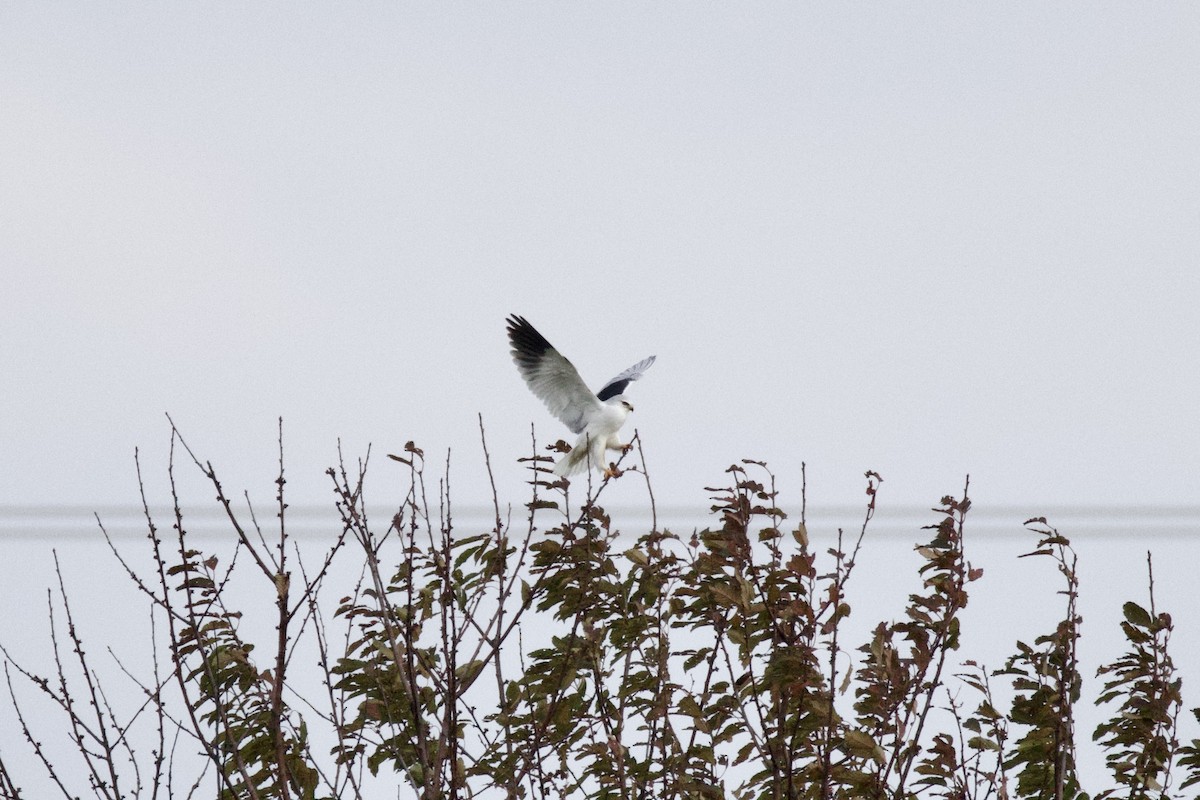 Black-winged Kite - ML644580093