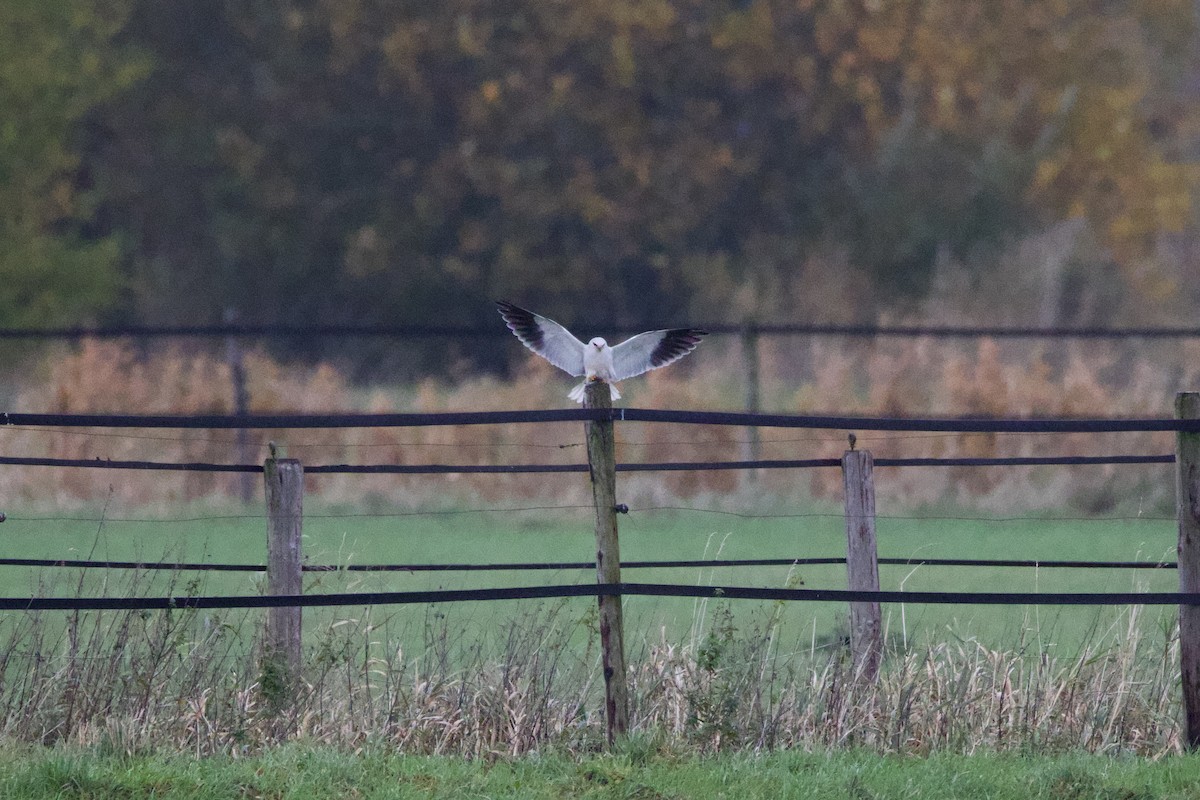 Black-winged Kite - ML644580095