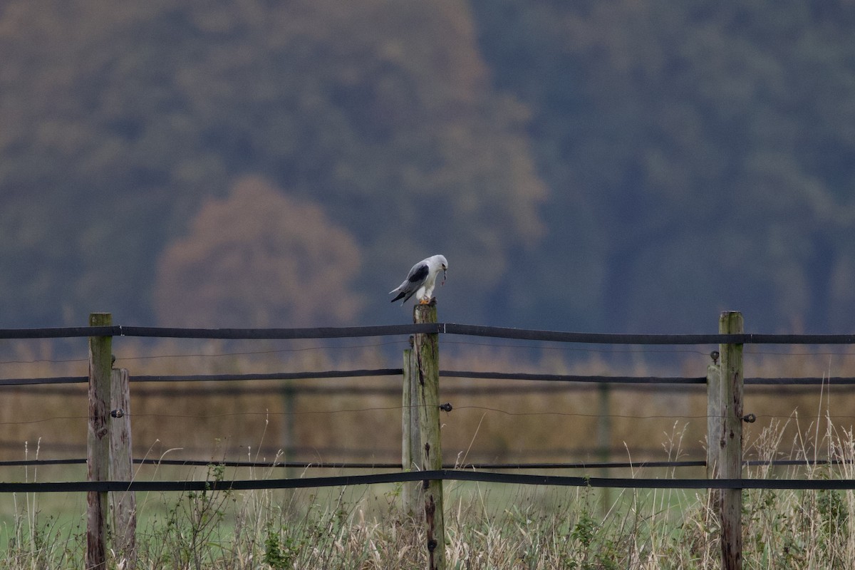 Black-winged Kite - ML644580096