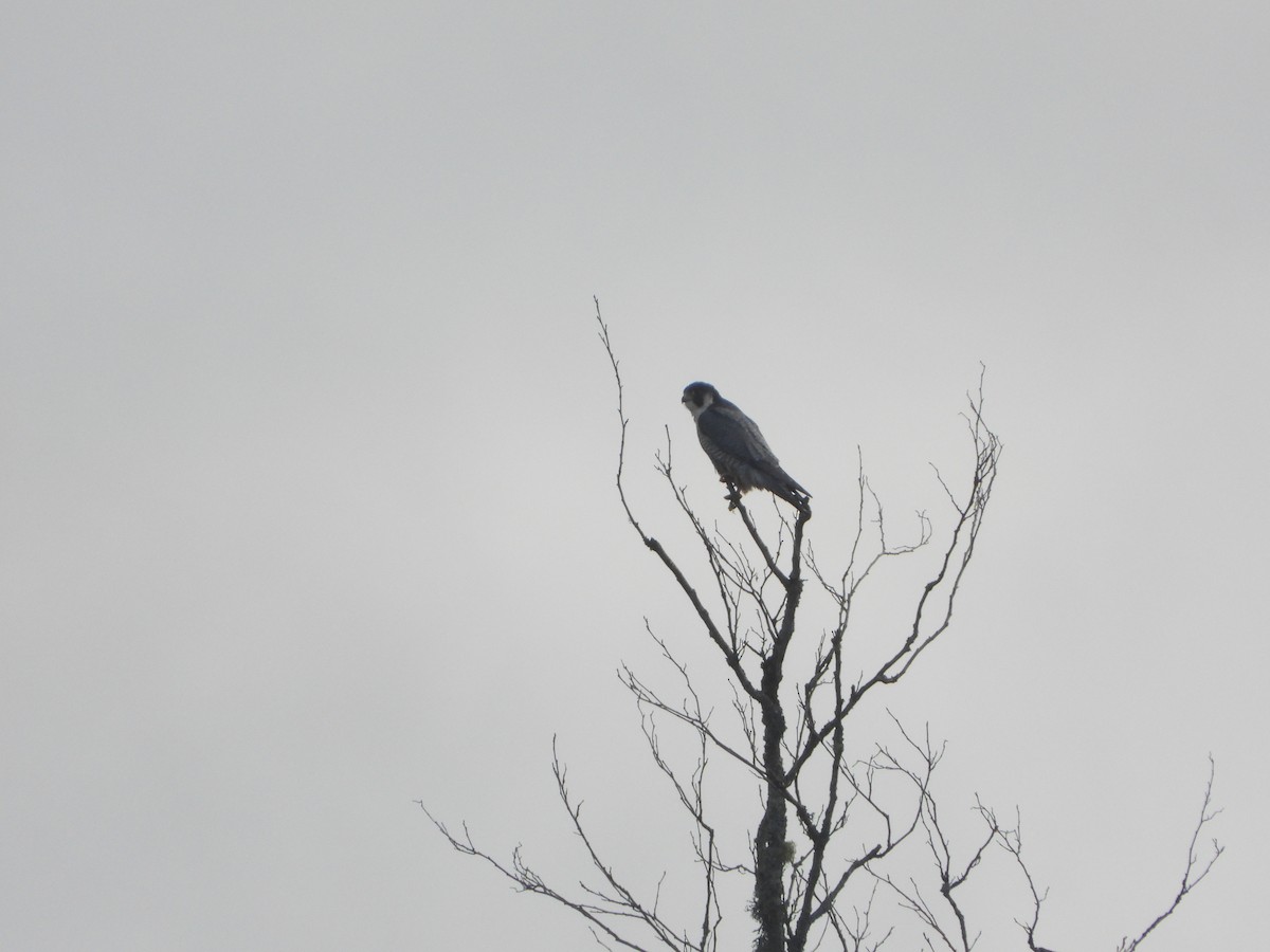 Peregrine Falcon - ML644580097