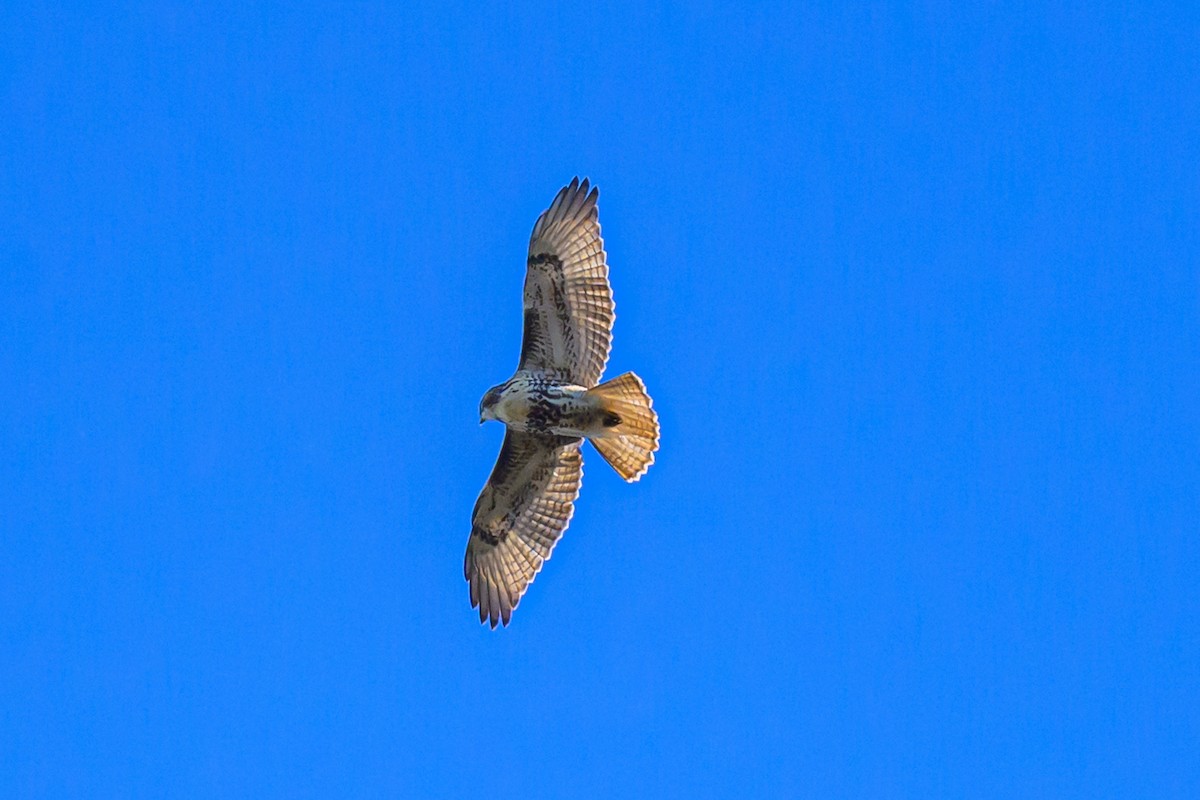 Busardo Colirrojo - ML644580103