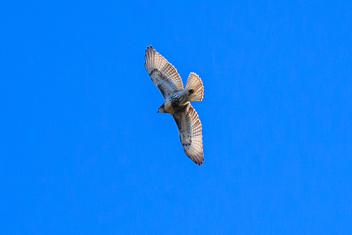 Busardo Colirrojo - ML644580104