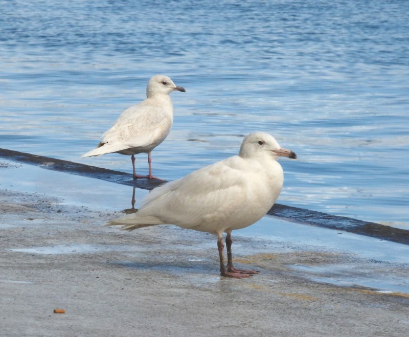 polarmåke - ML644580107