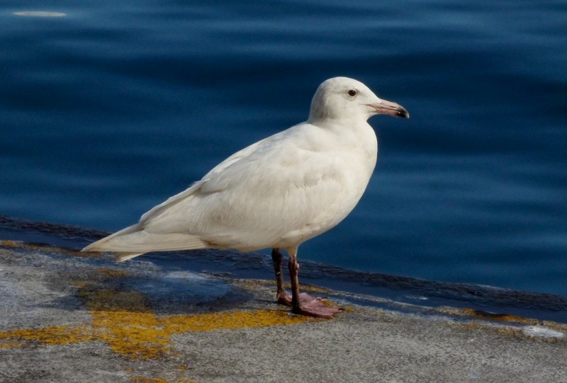 polarmåke - ML644580108