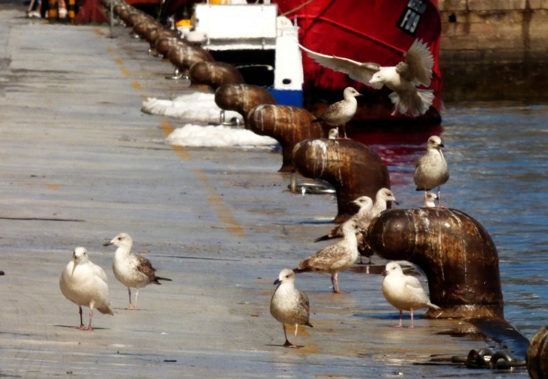 polarmåke - ML644580109