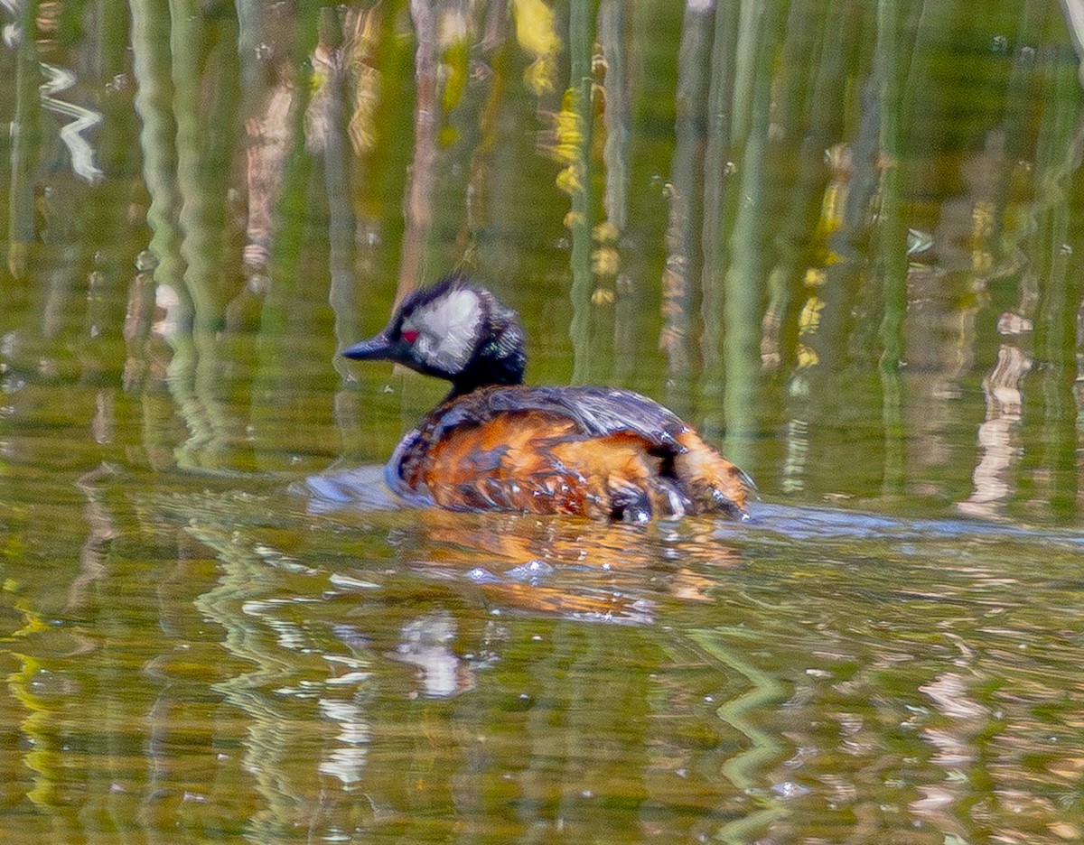 ミミジロカイツブリ - ML644580111