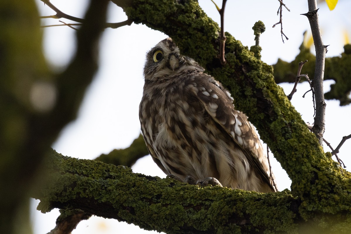 Chevêche d'Athéna - ML644580112