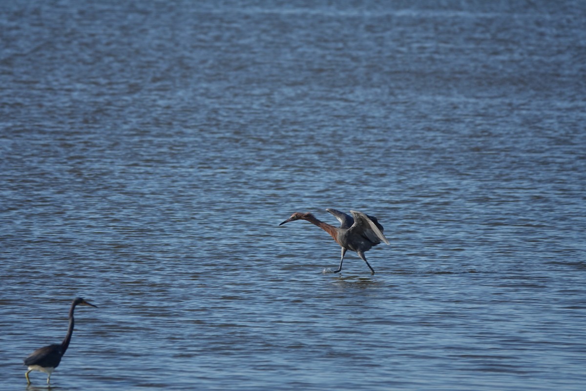 Reddish Egret - ML644580115