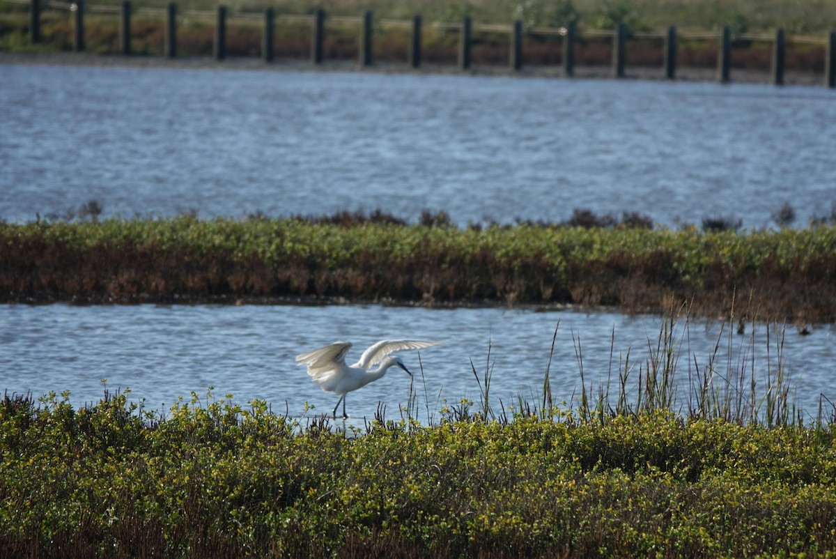 Reddish Egret - ML644580117