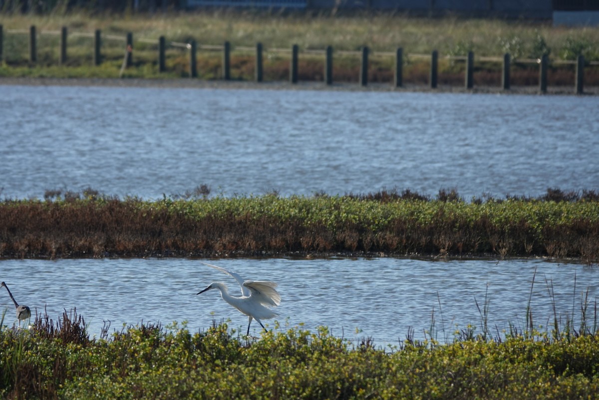 Reddish Egret - ML644580119