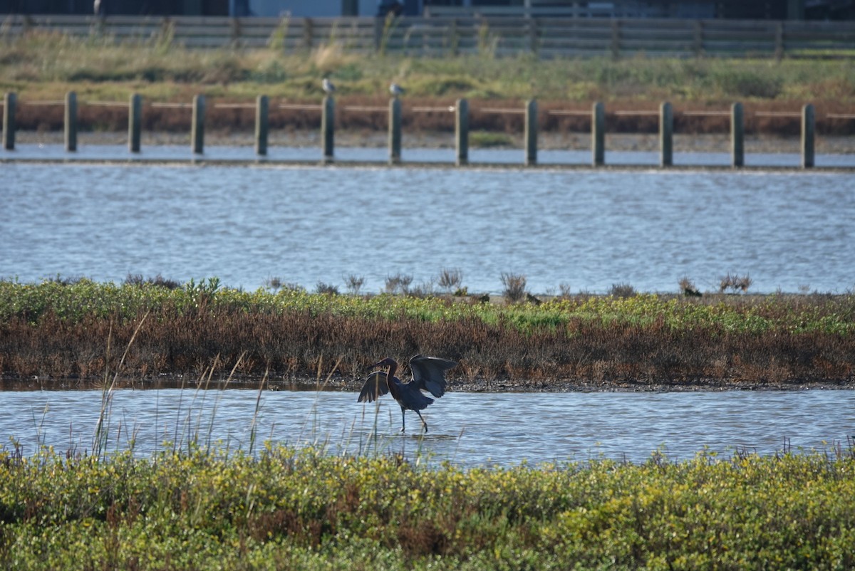 Reddish Egret - ML644580120