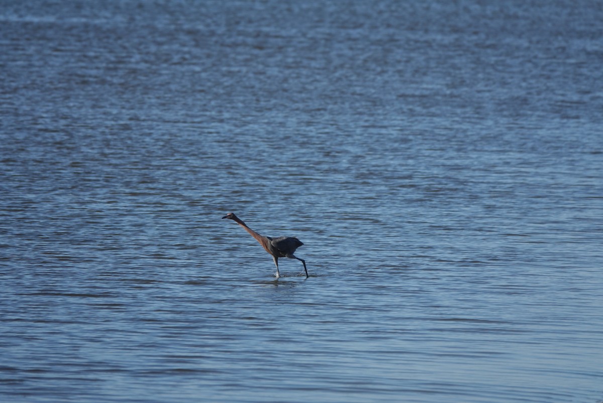 Reddish Egret - ML644580121