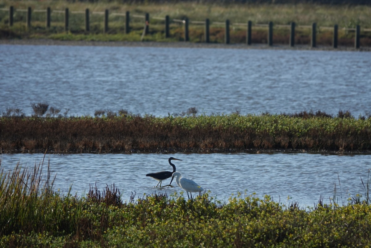 Reddish Egret - ML644580122