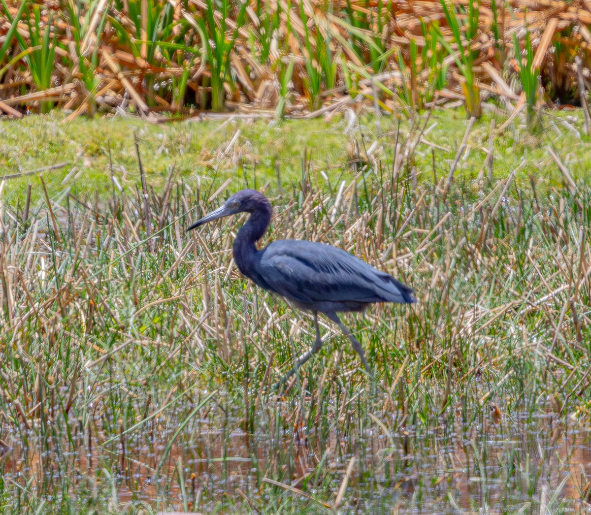 ヒメアカクロサギ - ML644580123