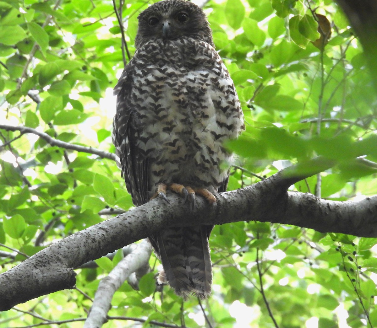 Powerful Owl - ML644580128