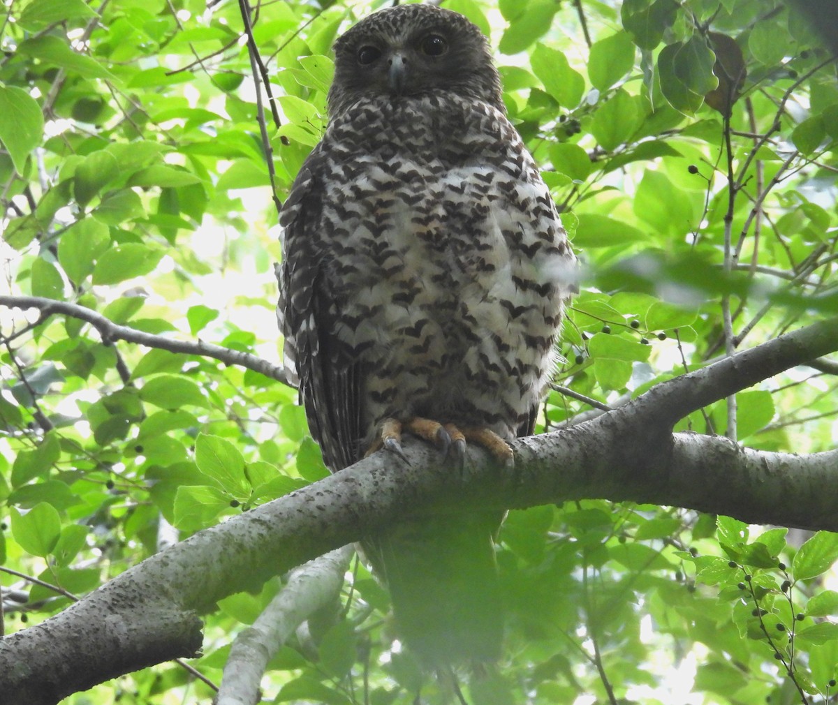 Powerful Owl - ML644580129