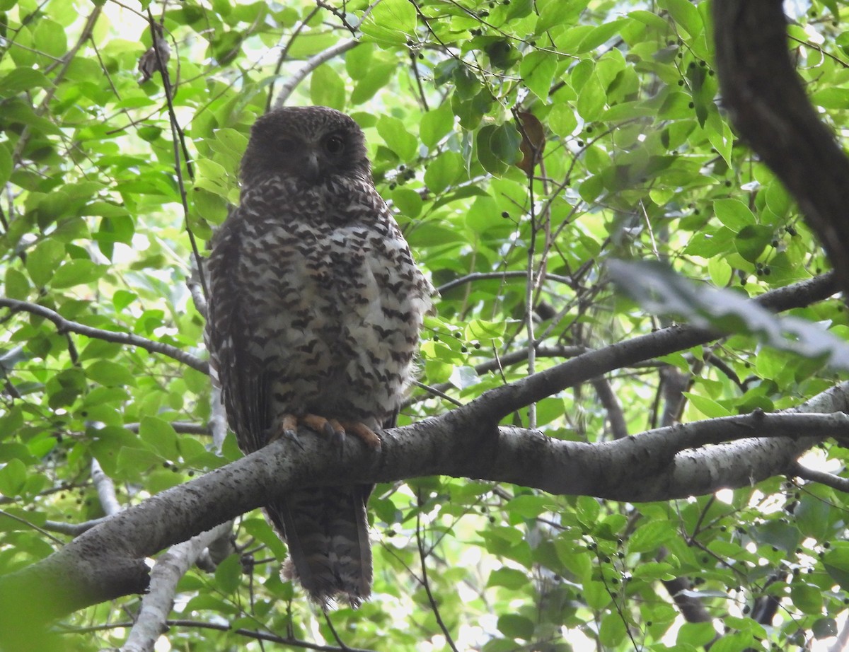 Powerful Owl - ML644580132