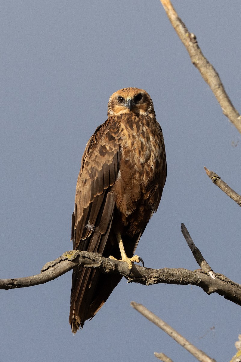 Busard des roseaux - ML644580133