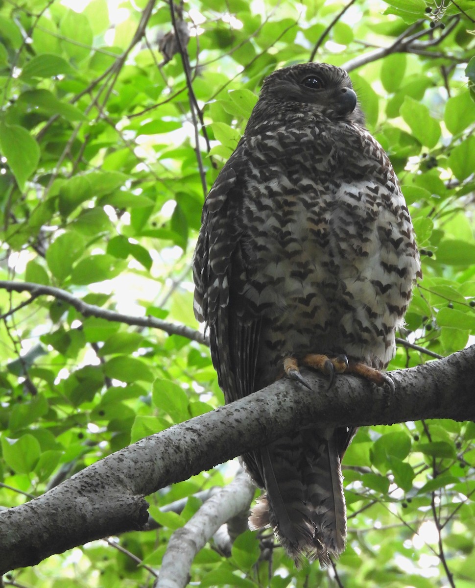 Powerful Owl - ML644580136