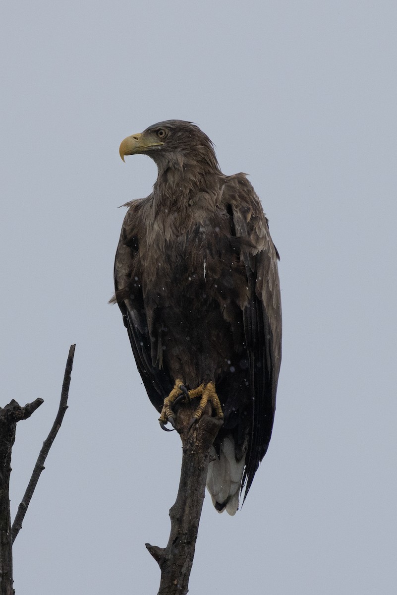 White-tailed Eagle - ML644580137