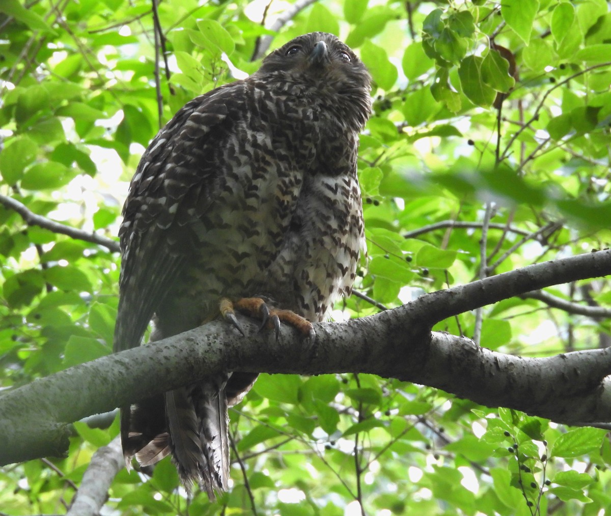 Powerful Owl - ML644580138