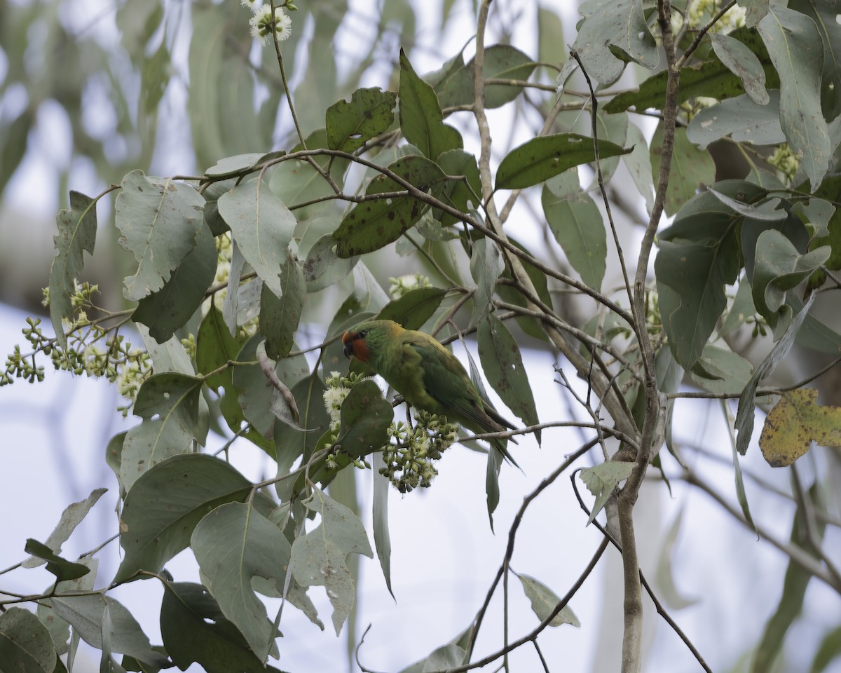 Little Lorikeet - ML644580139