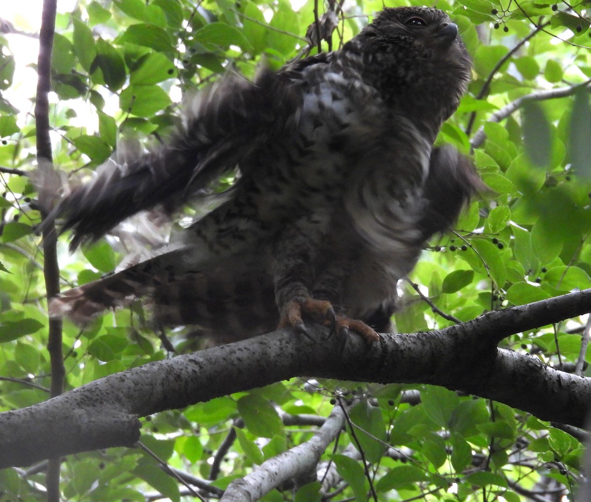 Powerful Owl - ML644580140