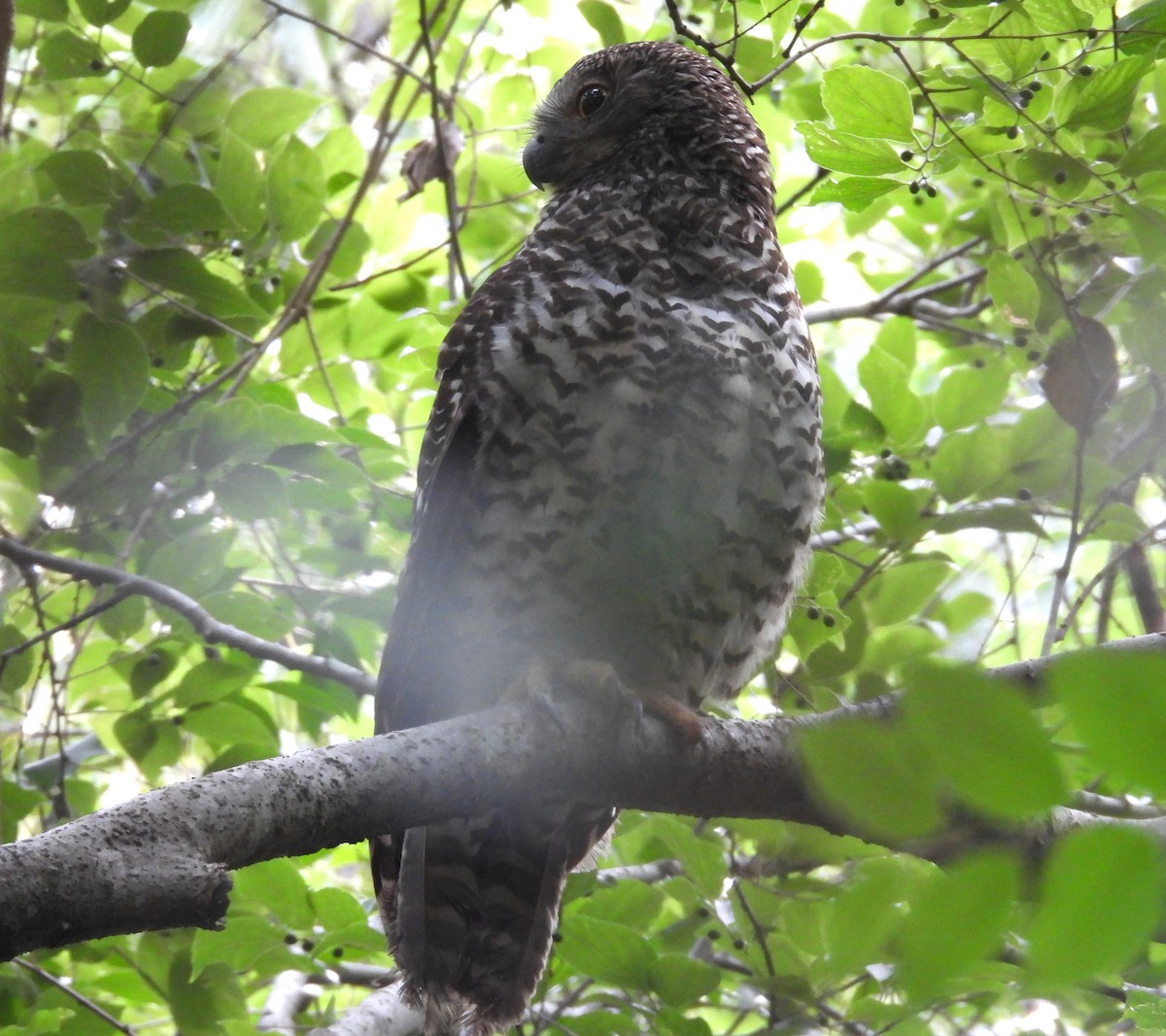 Powerful Owl - ML644580141