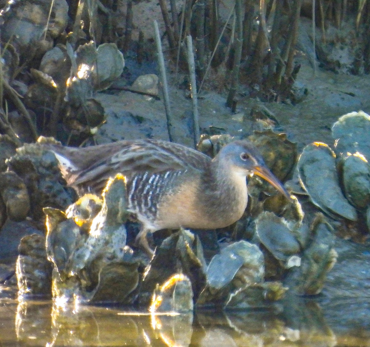 Clapper Rail - ML644580142