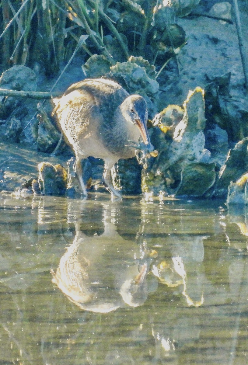 Clapper Rail - ML644580143