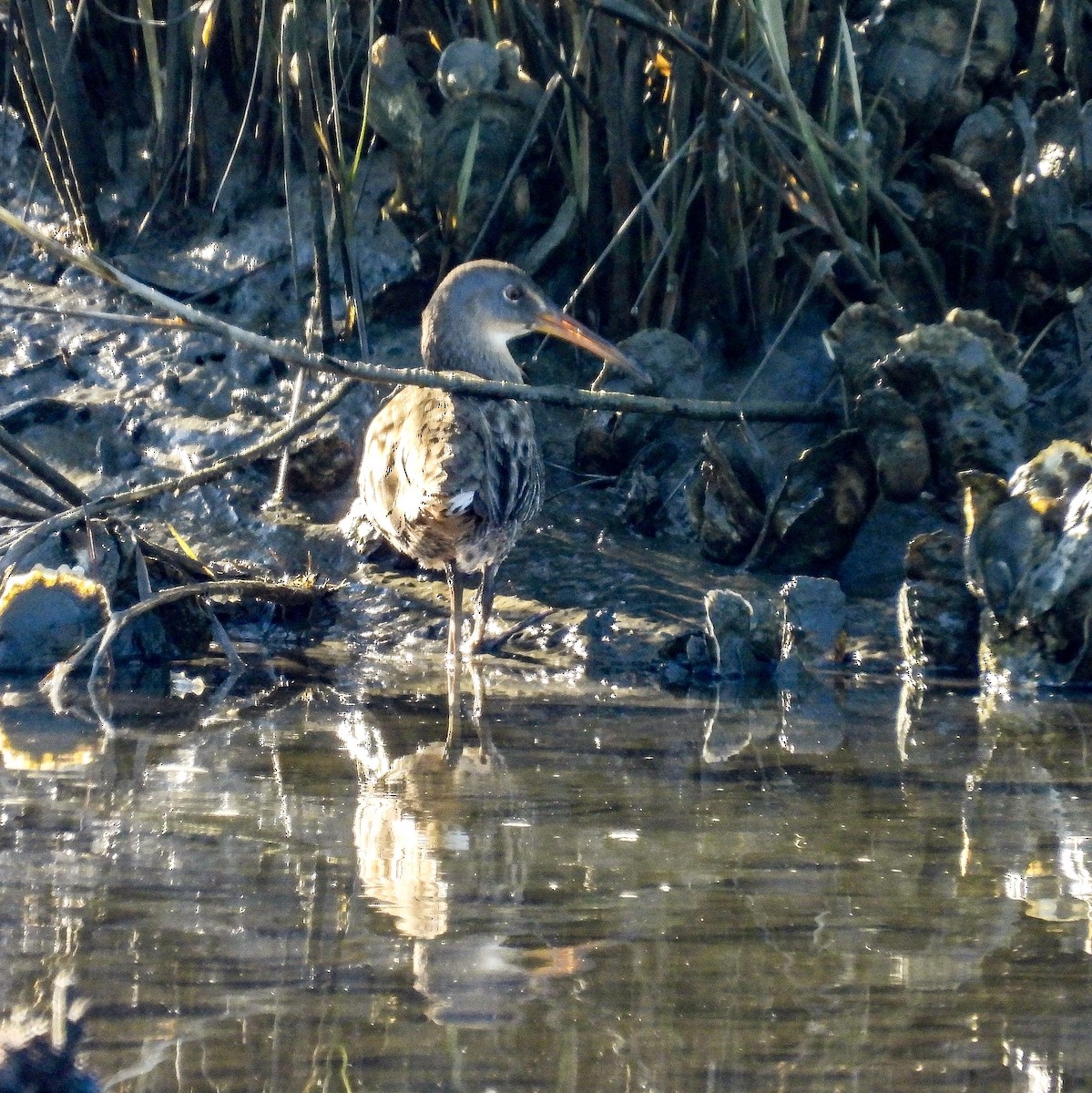 Clapper Rail - ML644580144